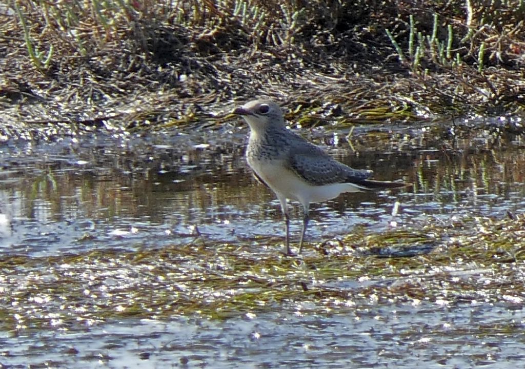 Giovane Pernice di mare (Glareola pratincola)